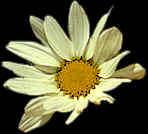 Daisy.tif (42632 bytes)