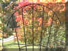 Arched Trellis - Close-up.JPG (162396 bytes)