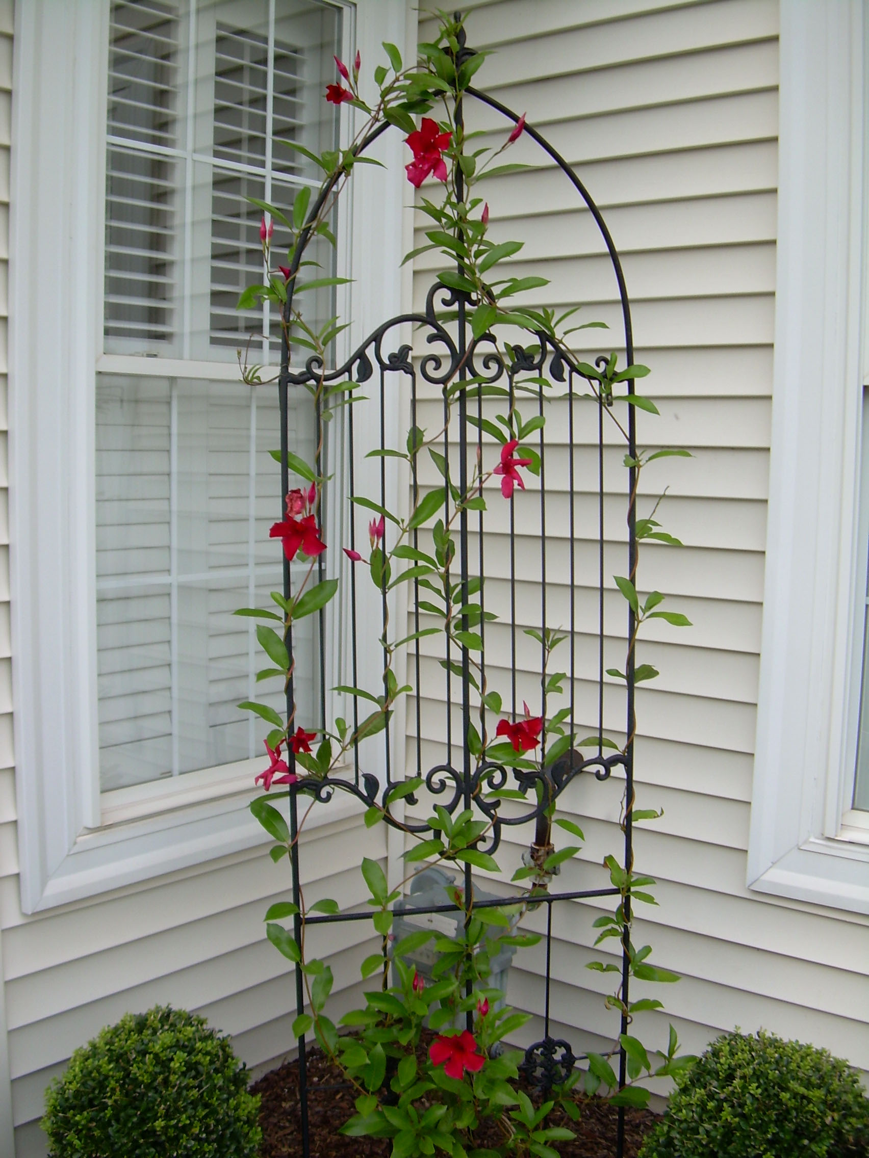 Parisian Trellis