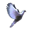 dovec.gif (36661 bytes)