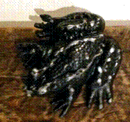 frog